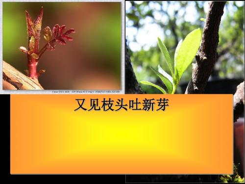 初中作文讲评：又见枝头吐新芽PPT课件