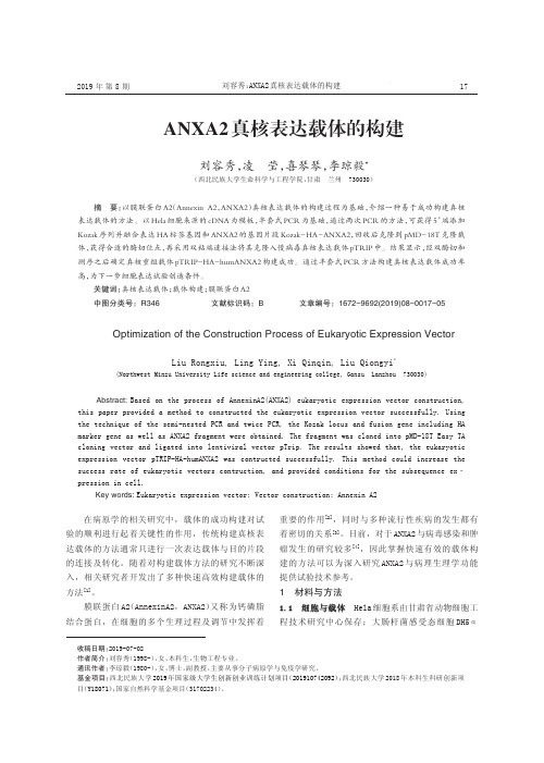 ANXA2 真核表达载体的构建