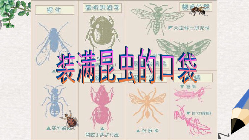 北师大版小学三年级语文下册《_装满昆虫的口袋》精品ppt课件