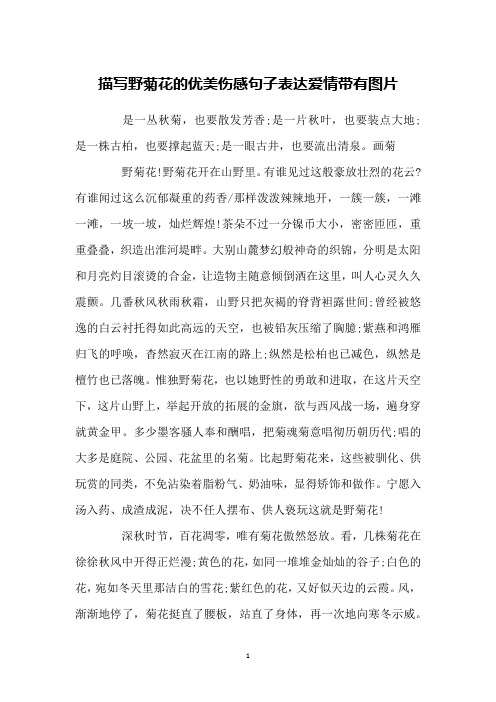 描写野菊花的优美伤感句子表达爱情带有图片