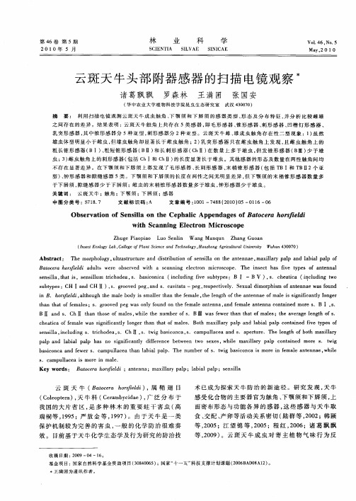 云斑天牛头部附器感器的扫描电镜观察