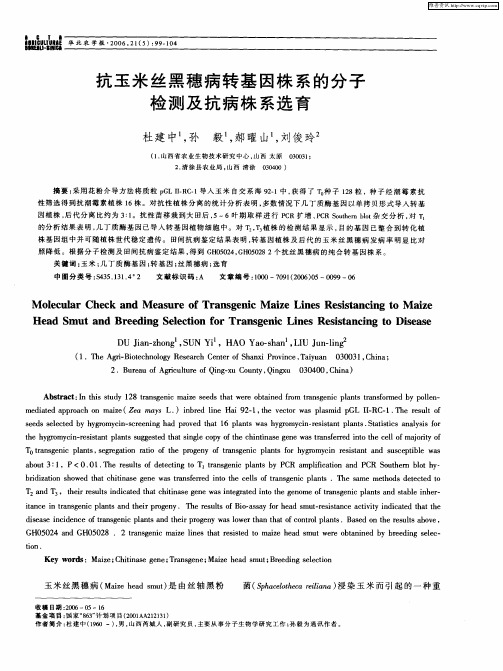 抗玉米丝黑穗病转基因株系的分子检测及抗病株系选育