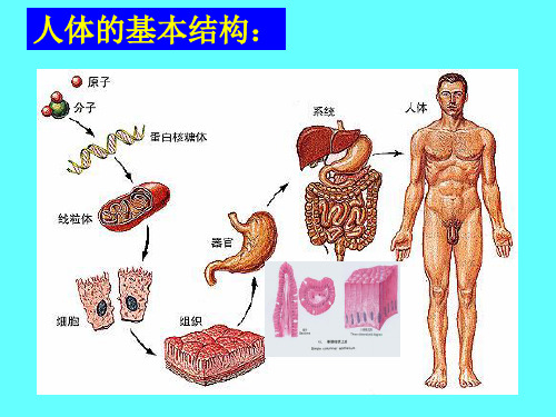 -第一章人体基本结构概述ppt课件