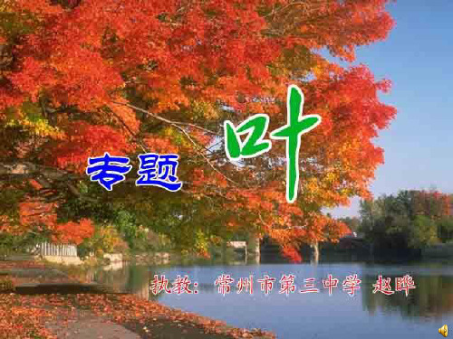 叶专题精品PPT教学课件