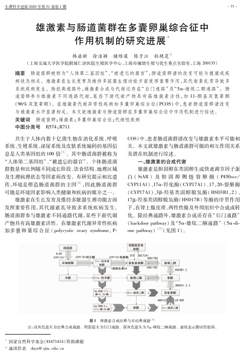 雄激素与肠道菌群在多囊卵巢综合征中作用机制的研究进展