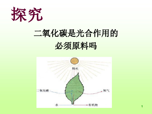 初中生物创新实验说课ppt课件