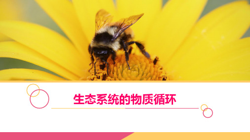 人教版生物必修3第5章第3节 生态系统的物质循环