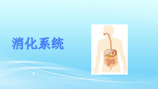 6.解剖学基础：消化系统2