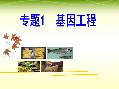 高中人教版生物选修3现代生物科技专题1基因工程和专题2细胞工程复习课件