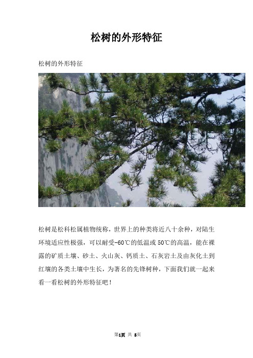 松树的外形特征