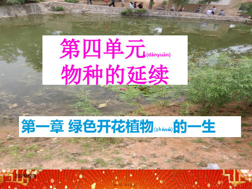 八年级生物上册 第四单元 第一章 第四节 种子的萌发课件(1)上册生物课件