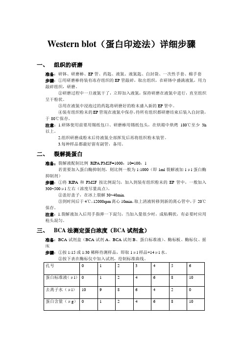 Western blot(蛋白印迹法)详细步骤