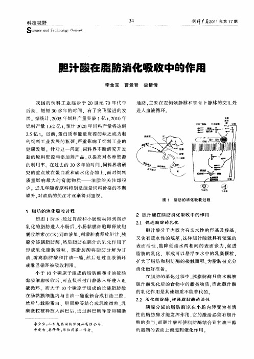 胆汁酸在脂肪消化吸收中的作用