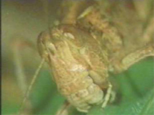 七年级生物蝗虫2