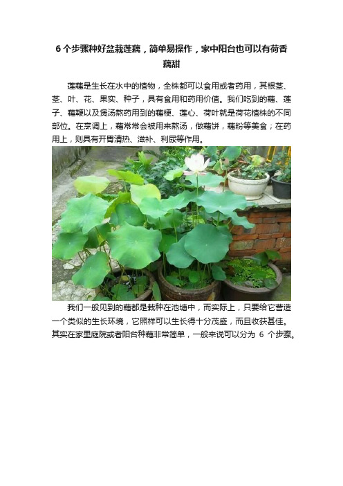 6个步骤种好盆栽莲藕，简单易操作，家中阳台也可以有荷香藕甜