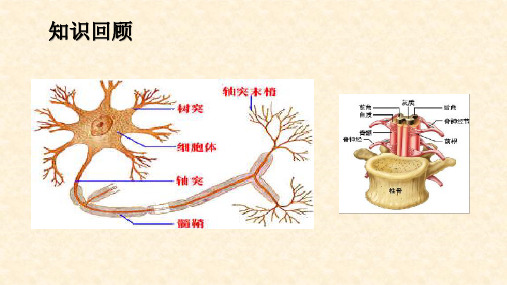 人教版七年级下册4.6.1人体对外界环境的感知视觉和听觉(第二课时)(共28张PPT)