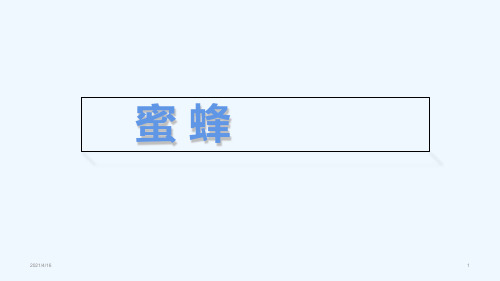 (赛课课件)部编版三年级下语文《蜜蜂》(共19张PPT)