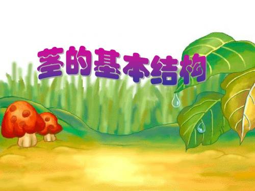 5.4 植物茎的输导功能 第二课时