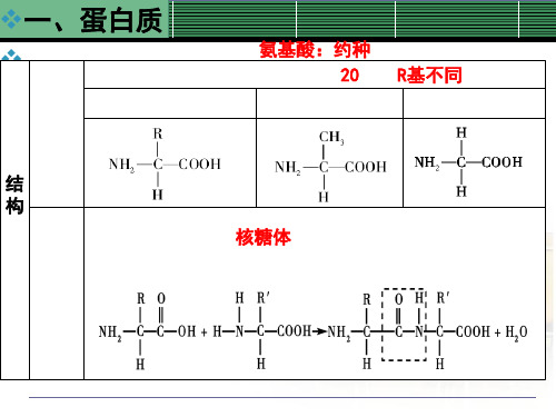 高一生物蛋白质知识点