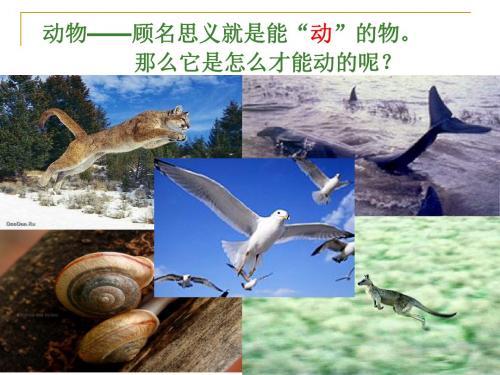 生物八年级上册 第四单元 第一章  第二节运动的完成