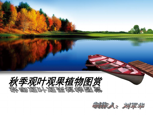 秋叶植物图赏