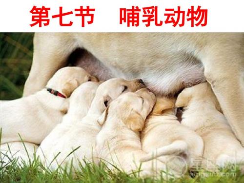 第七节 哺乳动物