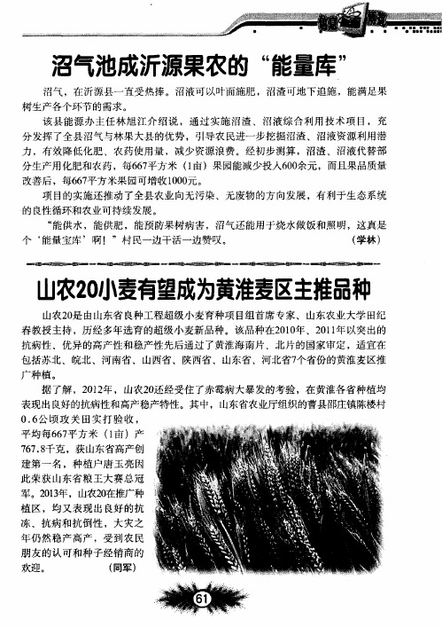 山农20小麦有望成为黄淮麦区主推品种
