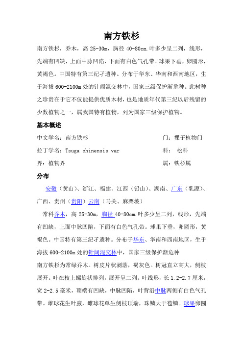 南方铁杉