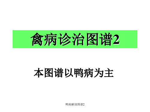 鸭病解剖图谱2 ppt课件