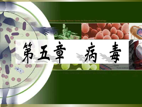 人教版初中生物课标版八年级上册第五单元第五章病毒(共33张PPT)