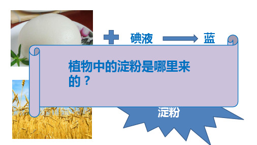 初中生物北京版七年级上册第四章第二节 绿色植物的光合作用——探究光合作用的条件、产物及场所 (15张PPT)