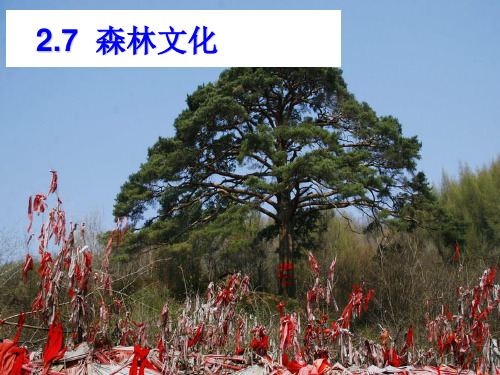 03森林文化