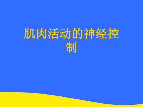 【优选】肌肉活动的神经控制PPT资料