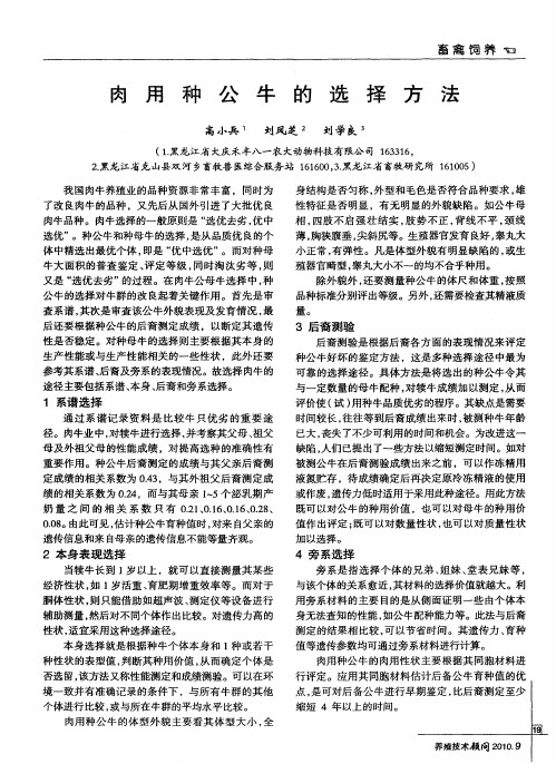 肉用种公牛的选择方法
