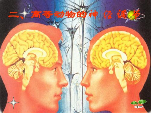神经调节(自制)