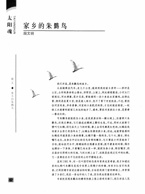 家乡的朱鹮鸟