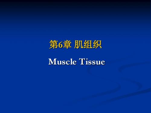 组织学与胚胎学正版课件06-肌组织课件
