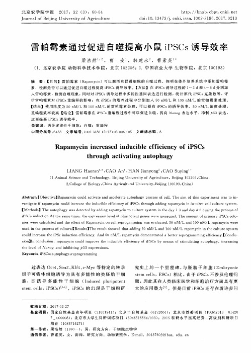 雷帕霉素通过促进自噬提高小鼠iPSCs诱导效率