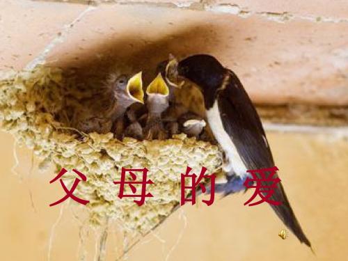 父母的爱口语交际
