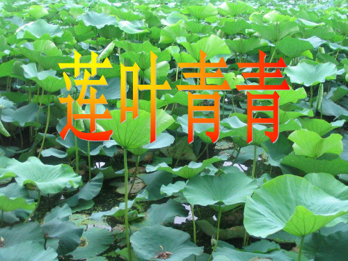 《莲叶青青》公开课课件