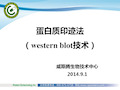 蛋白质印迹法western blot应用介绍