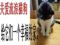 流浪猫狗(完美版)