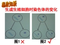 人教版八年级生物下册《人的性别遗传》课件