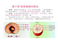 观赏植物果实32页PPT