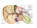 肝的血液循环完整版本