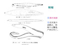 动物学教学课件：鱼纲课件3