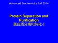 蛋白质的纯化与鉴定- 1p (1)