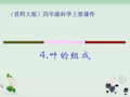 四年级科学上册课件PPT：叶的组成 首师大版