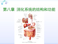 消化系统解剖结构