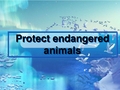 Protect endangered保护濒危动物英语PPT